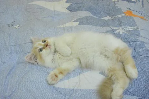 Persian cat 库存照片
