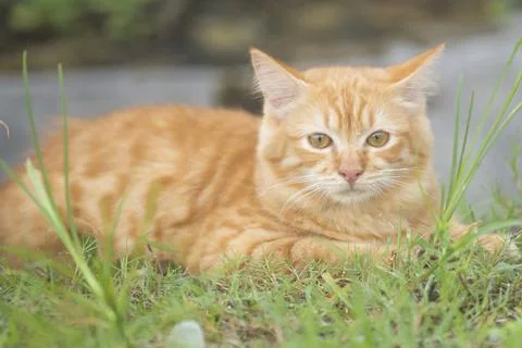 Persian cat Stock Photos