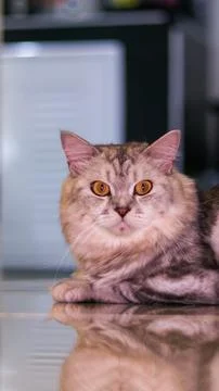 Persian cat Stock Photos