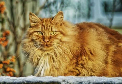 Persian Cat Stock Photos