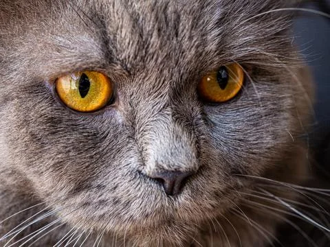 Persian cat. Stock Photos