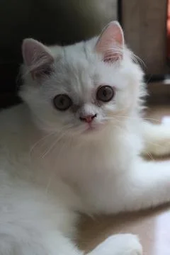 Persian cat. Stock Photos