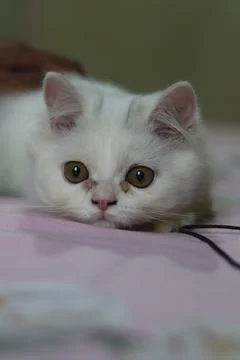 Persian cat. Stock Photos