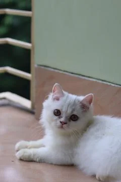 Persian cat. Stock Photos