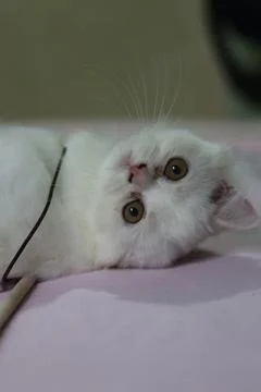 Persian cat. Stock Photos
