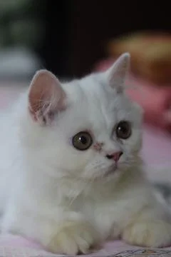 Persian cat. Stock Photos
