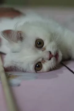 Persian cat. Stock Photos