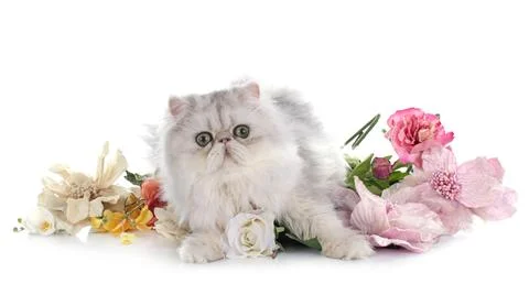 Persian cat Stock Photos