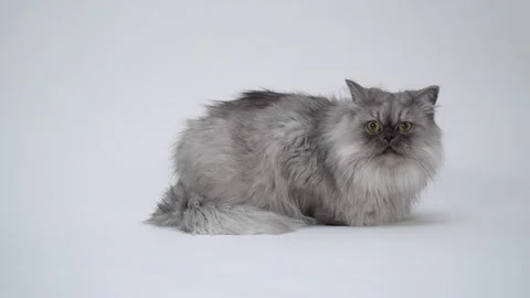 Persian cat photographed on white background 02 60p Stock Footage 144359731
