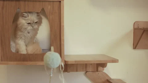 Persian Cat Playing with Cat Teaser Stick in Super Slow Motion of 400 fps Stock Footage 261579407