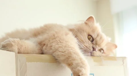 Persian cat playing with people Stock Footage 42620280