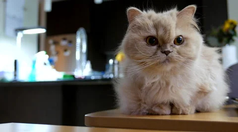 Persian cat playing with people Stock Footage 56953728