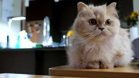 Persian cat playing with people Video stock 57087285