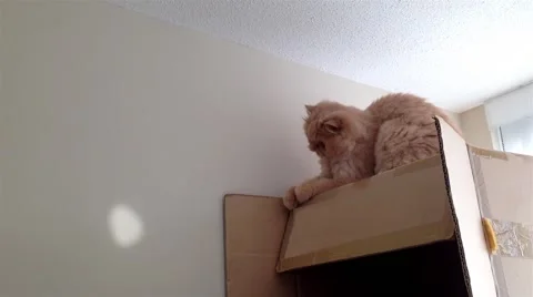 Persian cat playing with spot light Vidéo 48872600