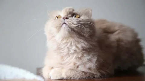 Persian cat playing toy Stock Footage 51680807
