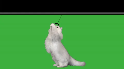 Persian cat pulls down Happy Birthday sign Vidéo 25885337