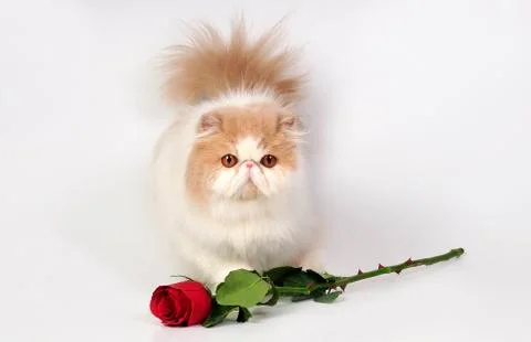 Persian cat with rose 写真素材