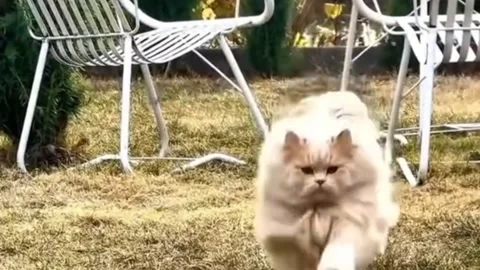 Persian cat running through garden lawn past white chairs Stock Footage 340660451