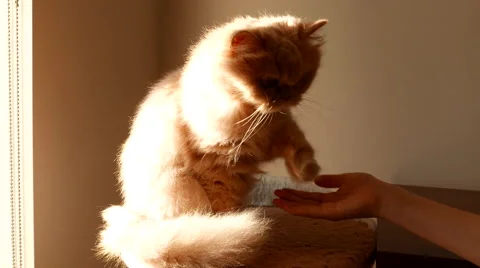 Persian cat shaking hand with people with 4k resolution Stock Footage