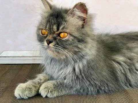 A Persian cat sits on a net, looking beautiful. Stock Photos