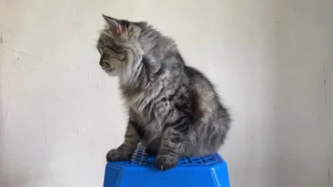 Persian Cat Sitting on Blue Plastic Chair with Funny Expression Stock Footage 318177828