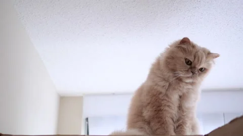 Persian cat sitting on box and playing with people Video stock 68997554