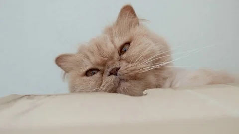 Persian cat sitting on box and playing with people 스톡 동영상 71277645