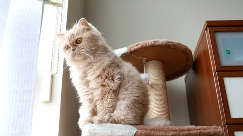 Persian cat sitting on cat tree and playing with people Stock Footage 71665527