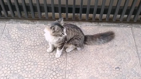 Persian Cat Sitting Outside Iron Gate Stock Footage 340618550