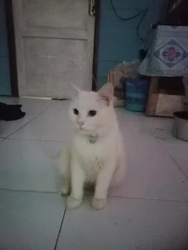 Persian cat sitting 스톡 사진