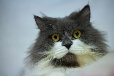 Persian cat sitting Stock Photos