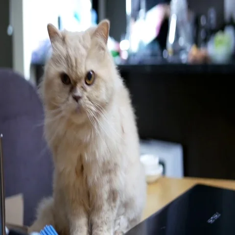 Persian cat sitting on table and playing with people Video stock 69437128