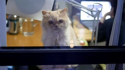 Persian cat sitting on table and watching people Stock Footage 71166024
