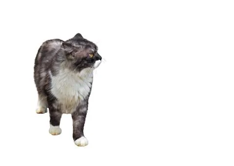 Persian Cat Standing on White Background, Clipping Path 스톡 사진