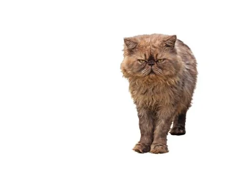 Persian Cat Standing on White Background, Clipping Path Stock Photos