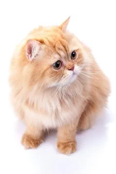 Persian cat on a white background. Stock Photos