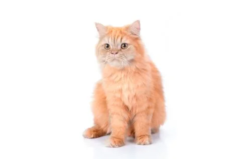 Persian cat on a white background. Stock Photos