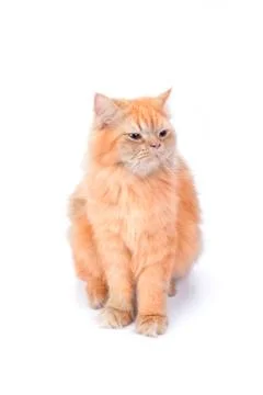 Persian cat on a white background. Stock Photos