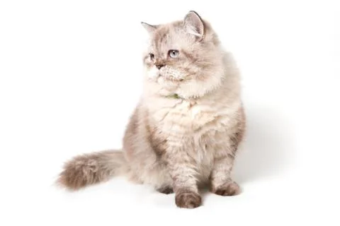 Persian Cat. white background Stock Photos