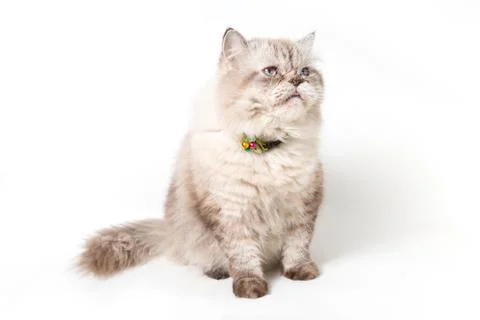 Persian Cat. white background Stock Photos