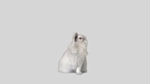 Persian cat white Stock Footage 26595435