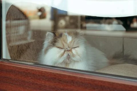 Persian cat in the window of cat cafe Stock Photos