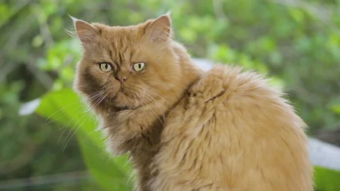 Persian cat at the window Stock Footage 130601220