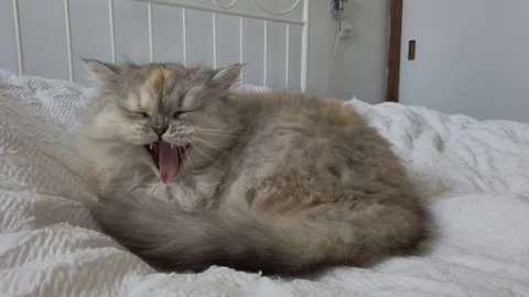Persian cat yawn Stock Footage 115936281