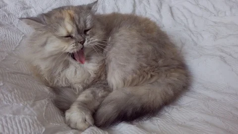 Persian cat yawning Stock Footage 115936355