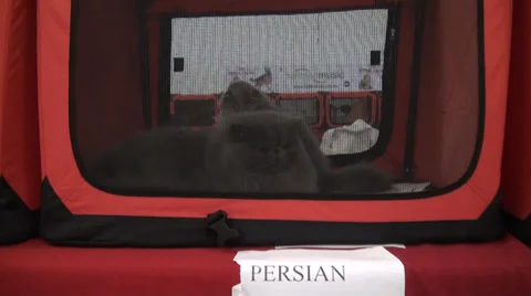 Persian cats 스톡 동영상 30591254