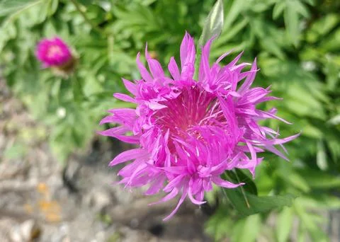Persian Cornflower at the botanical garden. Psephellus dealbatus Stock-Fotos