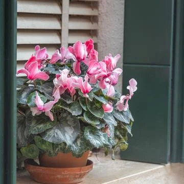 Persian cyclamen flower on the ledge of window. Foto stock