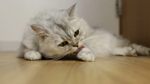 Persian Gray Video stock 332455834