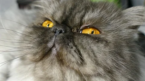 Persian grey cat Stock Footage 66910357